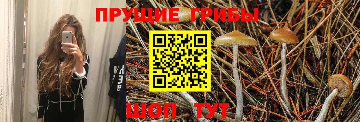 Галлюциногенные грибы Cubensis  купить наркоту  Волгоград  Вход с VPN 
